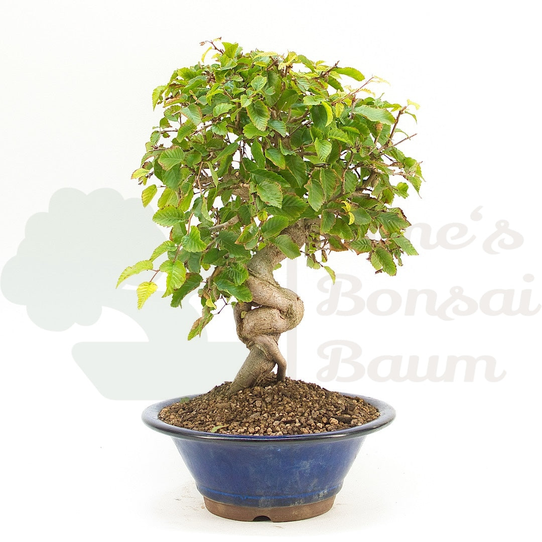 Koreanische Hainbuche ‚Carpinus turczaninowi‘